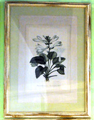 White Flowers Botanical Print
